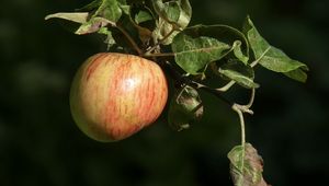 Preview wallpaper apples, fruit, branch, macro