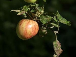 Preview wallpaper apples, fruit, branch, macro