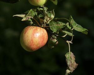 Preview wallpaper apples, fruit, branch, macro