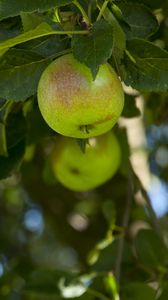 Preview wallpaper apples, fruit, branches, leaves