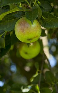 Preview wallpaper apples, fruit, branches, leaves