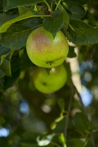 Preview wallpaper apples, fruit, branches, leaves