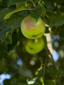 Preview wallpaper apples, fruit, branches, leaves