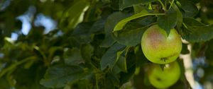 Preview wallpaper apples, fruit, branches, leaves