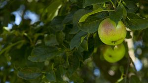 Preview wallpaper apples, fruit, branches, leaves