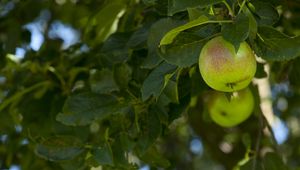 Preview wallpaper apples, fruit, branches, leaves
