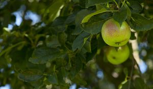Preview wallpaper apples, fruit, branches, leaves