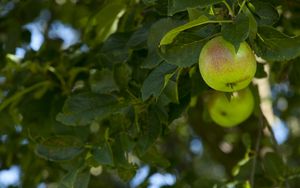 Preview wallpaper apples, fruit, branches, leaves