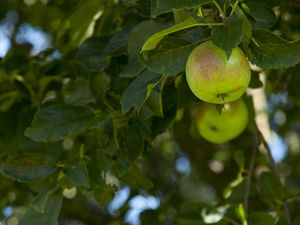 Preview wallpaper apples, fruit, branches, leaves