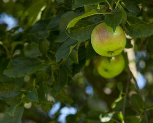 Preview wallpaper apples, fruit, branches, leaves