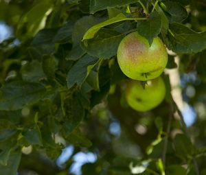 Preview wallpaper apples, fruit, branches, leaves