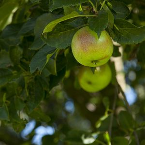 Preview wallpaper apples, fruit, branches, leaves