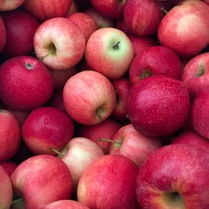 Preview wallpaper apples, fruit, drops, harvest, red