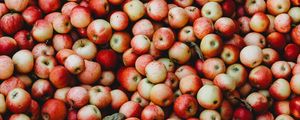 Preview wallpaper apples, fruit, garden, harvest