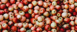 Preview wallpaper apples, fruit, garden, harvest