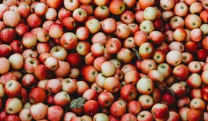 Preview wallpaper apples, fruit, garden, harvest