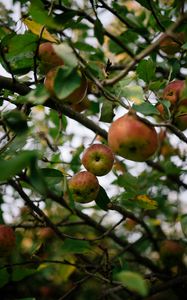 Preview wallpaper apples, fruit, garden, harvest, branches