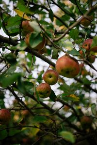 Preview wallpaper apples, fruit, garden, harvest, branches