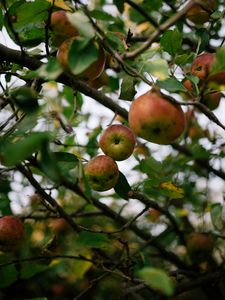 Preview wallpaper apples, fruit, garden, harvest, branches