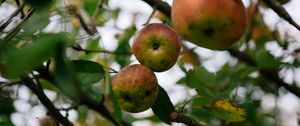 Preview wallpaper apples, fruit, garden, harvest, branches