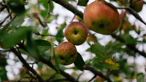 Preview wallpaper apples, fruit, garden, harvest, branches