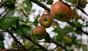 Preview wallpaper apples, fruit, garden, harvest, branches