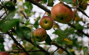 Preview wallpaper apples, fruit, garden, harvest, branches