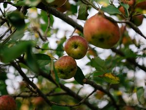 Preview wallpaper apples, fruit, garden, harvest, branches