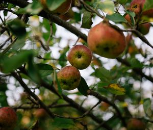 Preview wallpaper apples, fruit, garden, harvest, branches