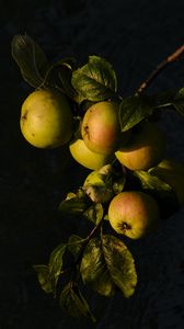 Preview wallpaper apples, fruit, leaves, branch