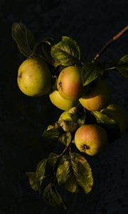 Preview wallpaper apples, fruit, leaves, branch