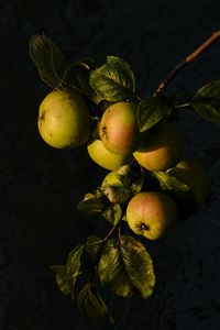 Preview wallpaper apples, fruit, leaves, branch