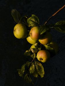 Preview wallpaper apples, fruit, leaves, branch