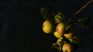 Preview wallpaper apples, fruit, leaves, branch