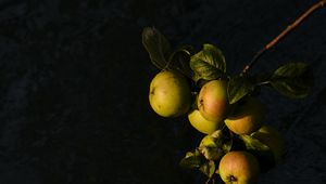 Preview wallpaper apples, fruit, leaves, branch