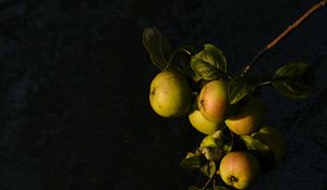 Preview wallpaper apples, fruit, leaves, branch
