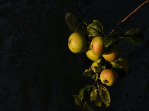 Preview wallpaper apples, fruit, leaves, branch