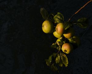 Preview wallpaper apples, fruit, leaves, branch