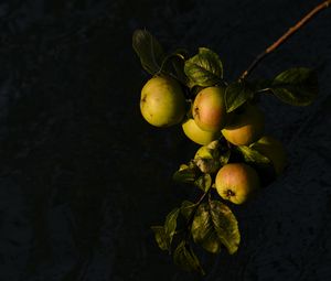 Preview wallpaper apples, fruit, leaves, branch