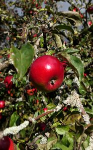 Preview wallpaper apples, fruits, branches, leaves, macro