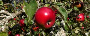 Preview wallpaper apples, fruits, branches, leaves, macro