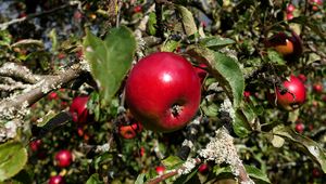 Preview wallpaper apples, fruits, branches, leaves, macro