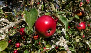 Preview wallpaper apples, fruits, branches, leaves, macro