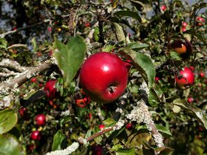 Preview wallpaper apples, fruits, branches, leaves, macro