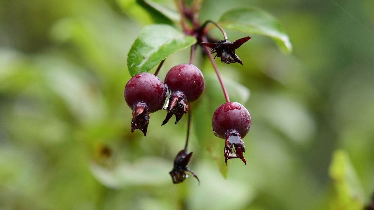 Wallpaper apples, fruits, drops, wet, blur