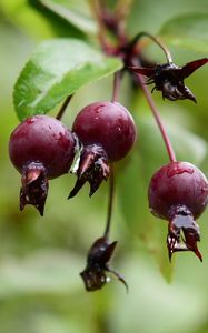 Preview wallpaper apples, fruits, drops, wet, blur