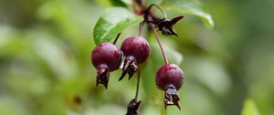 Preview wallpaper apples, fruits, drops, wet, blur