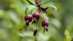 Preview wallpaper apples, fruits, drops, wet, blur