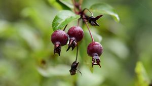 Preview wallpaper apples, fruits, drops, wet, blur