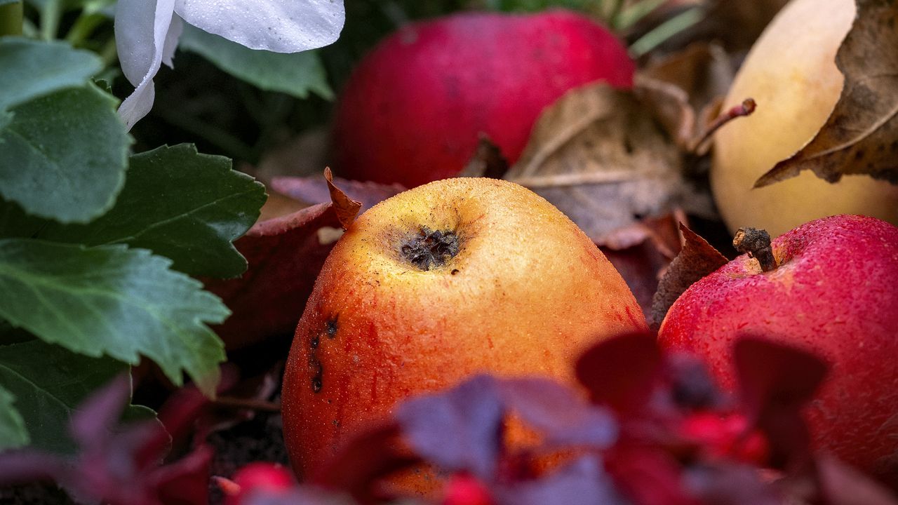 Wallpaper apples, fruits, fallen leaves, autumn